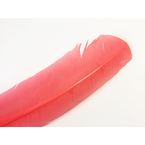 Wing Feather - Coral