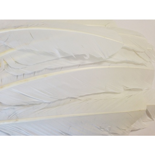 SPECIAL/Wings - White (Qty 20)