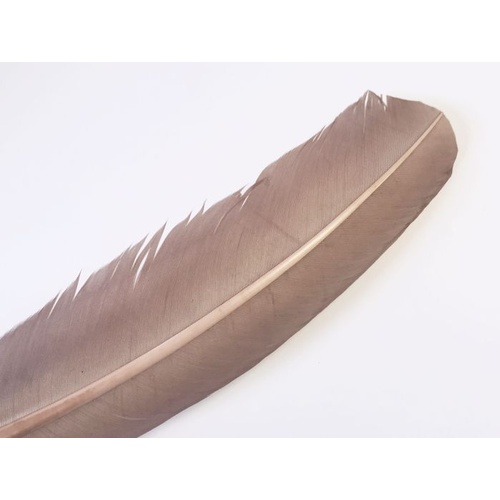 Wing Feather - Latte