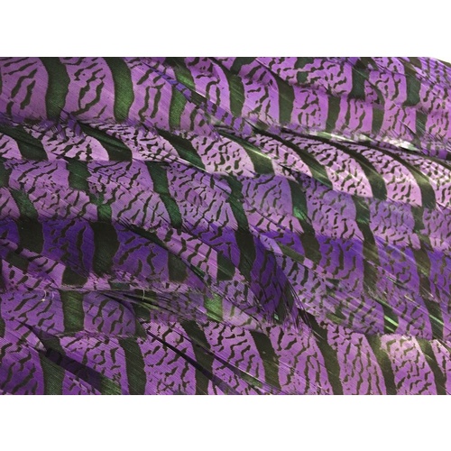 Lady Amherst - Purple