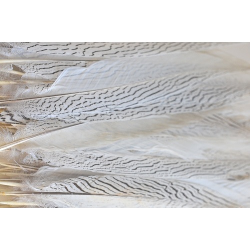 Silver Pheasant - White